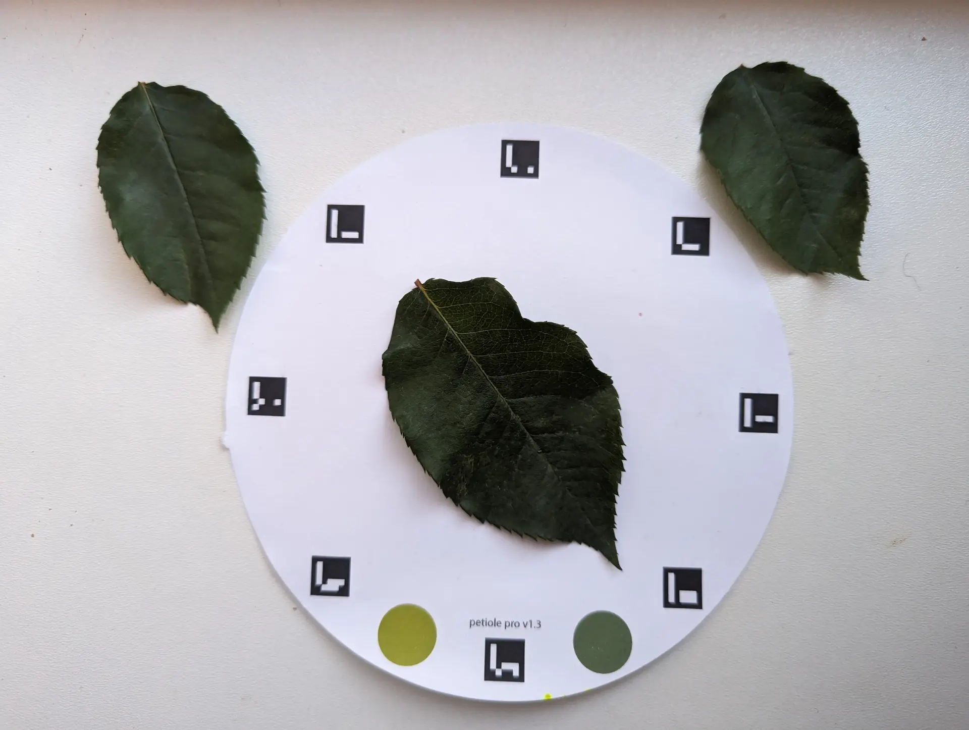 A real leaf positioned beside a Petiole Pro calibration plate for leaf area measurement