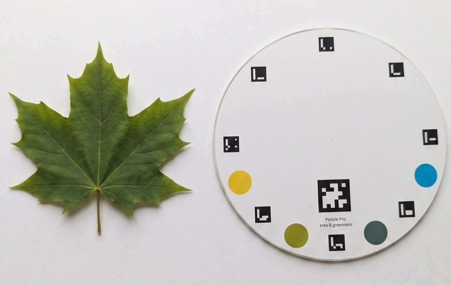 How to Photograph Leaves for Accurate Leaf Area Measurement in the Field