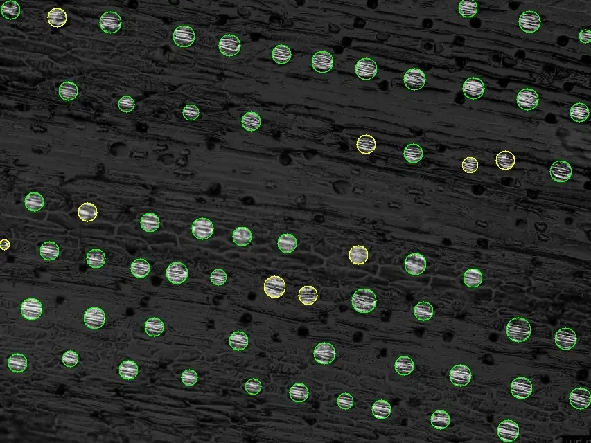 Organ counting with Petiole computer vision