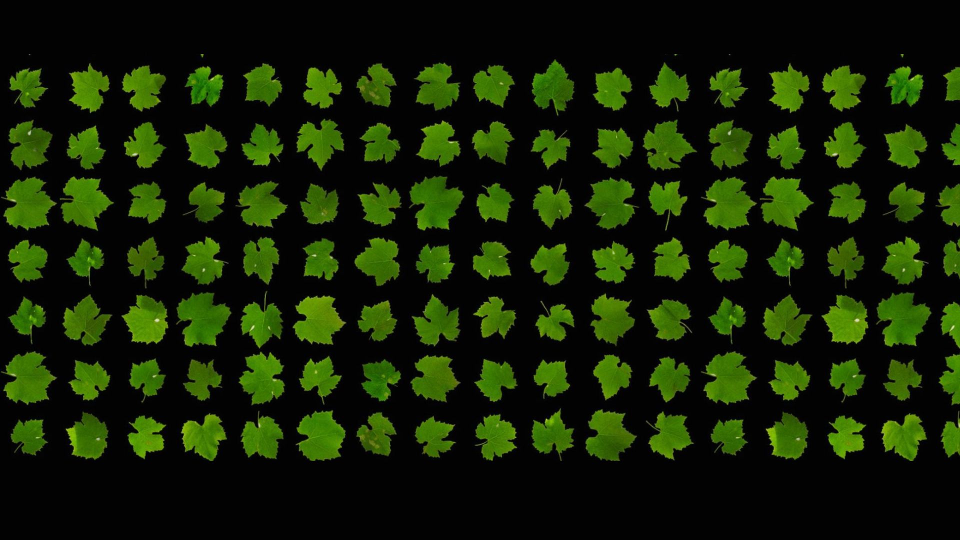 Petiole plant data asset screen