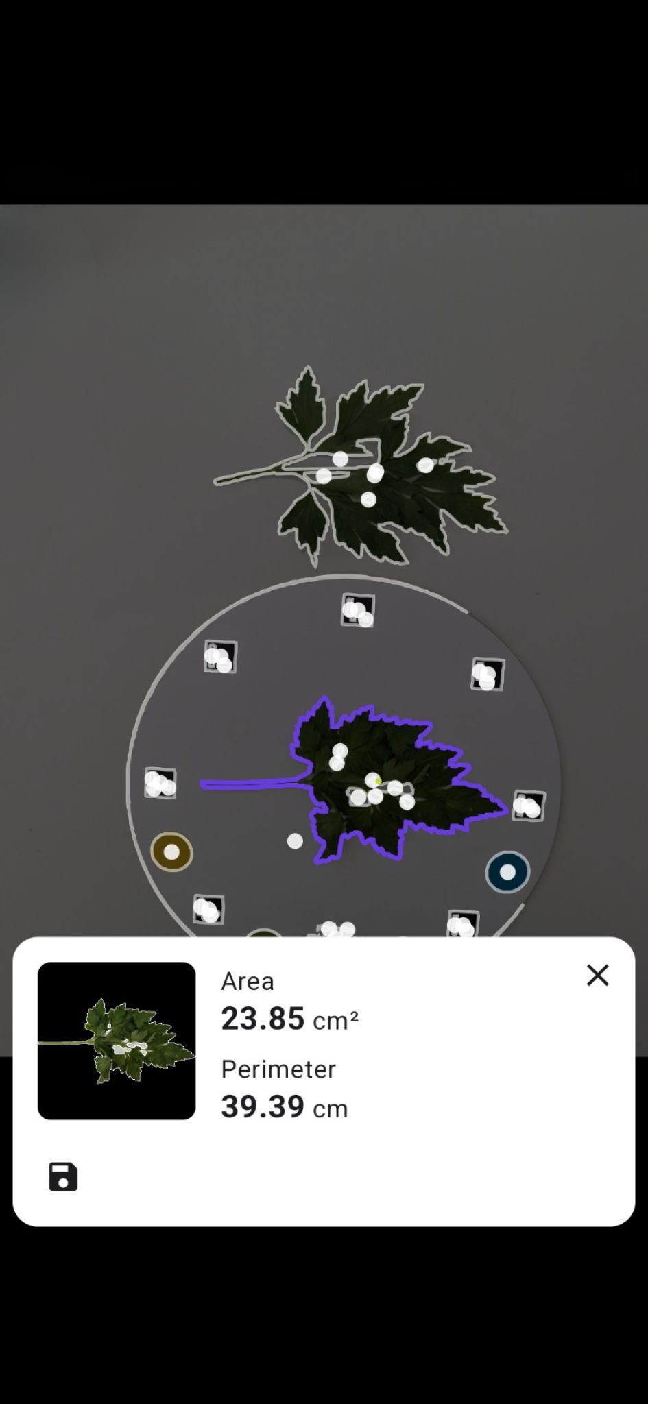 Petiole plant trait measurement screen