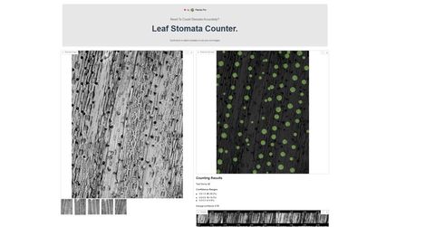The Leaf Stomata Counter web app: on the left, a greyscale microscope image of a wheat leaf surface with rows of stomata; on the right, the same image with a green circle on every detected stoma; below, the counting results.