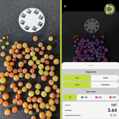 Petiole Pro post-harvest berry measurement: loose grapes with an ArUco calibration disc, and the app detecting 107 berries with an average area of 3.64 cm² and standard deviation 0.91.
