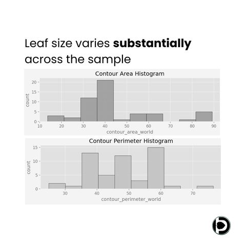 Two stacked histograms headed 'Leaf size varies substantially across the sample': a contour area histogram peaking between 35 and 45 square centimetres with a secondary group above 80, and a contour perimeter histogram spread between roughly 25 and 75 centimetres with peaks near 40 and 58.