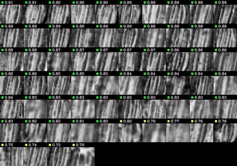 A gallery of cropped detections with confidence scores from 0.91 down to 0.70, each showing a stoma in the leaf epidermis.