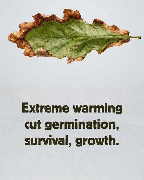 A dried oak leaf with browned, scorched edges against a pale background, captioned 'Extreme warming cut germination, survival, growth.'