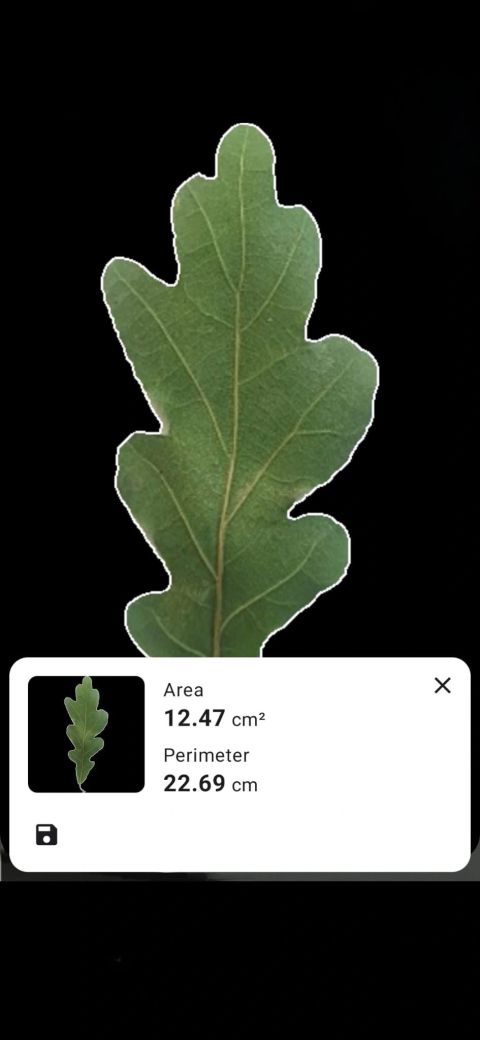 Plant measurements with Petiole