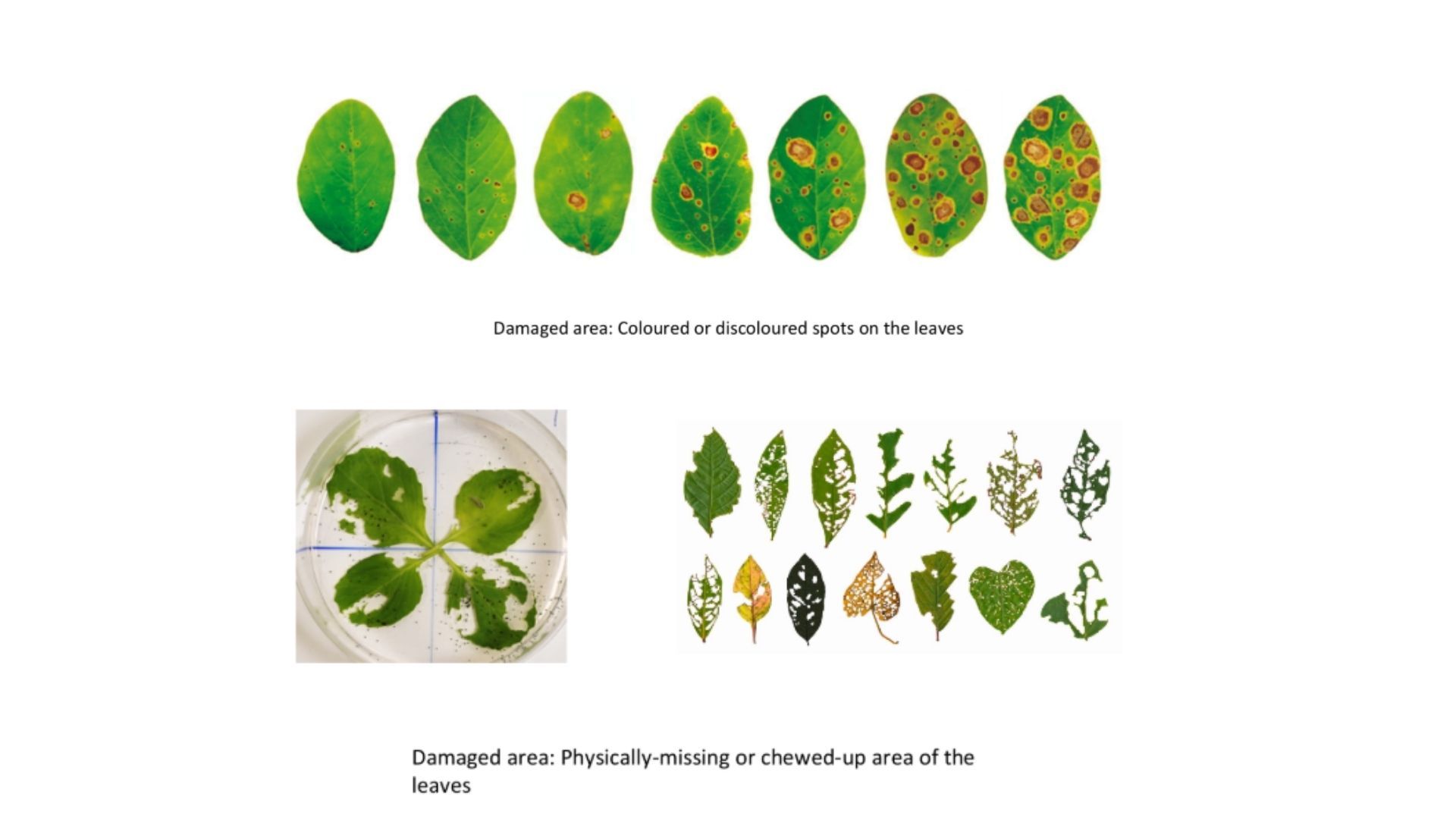 Slide showing a row of leaves with progressively more numerous brown ringed lesions labelled damaged area: coloured or discoloured spots on the leaves, and below, a petri dish of chewed leaves plus a grid of leaves with holes eaten through them, labelled damaged area: physically-missing or chewed-up area of the leaves.