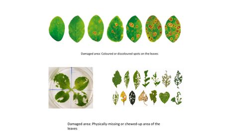 Slide showing a row of leaves with progressively more numerous brown ringed lesions labelled damaged area: coloured or discoloured spots on the leaves, and below, a petri dish of chewed leaves plus a grid of leaves with holes eaten through them, labelled damaged area: physically-missing or chewed-up area of the leaves.
