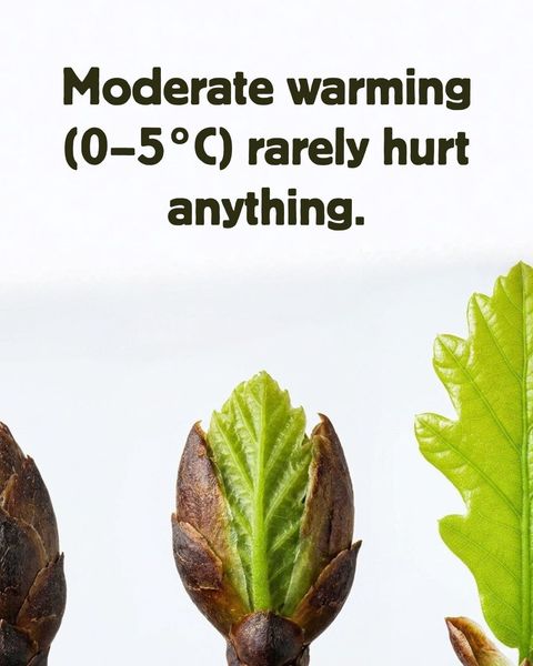 Three oak buds opening into fresh green leaves with the caption 'Moderate warming (0–5°C) rarely hurt anything.'