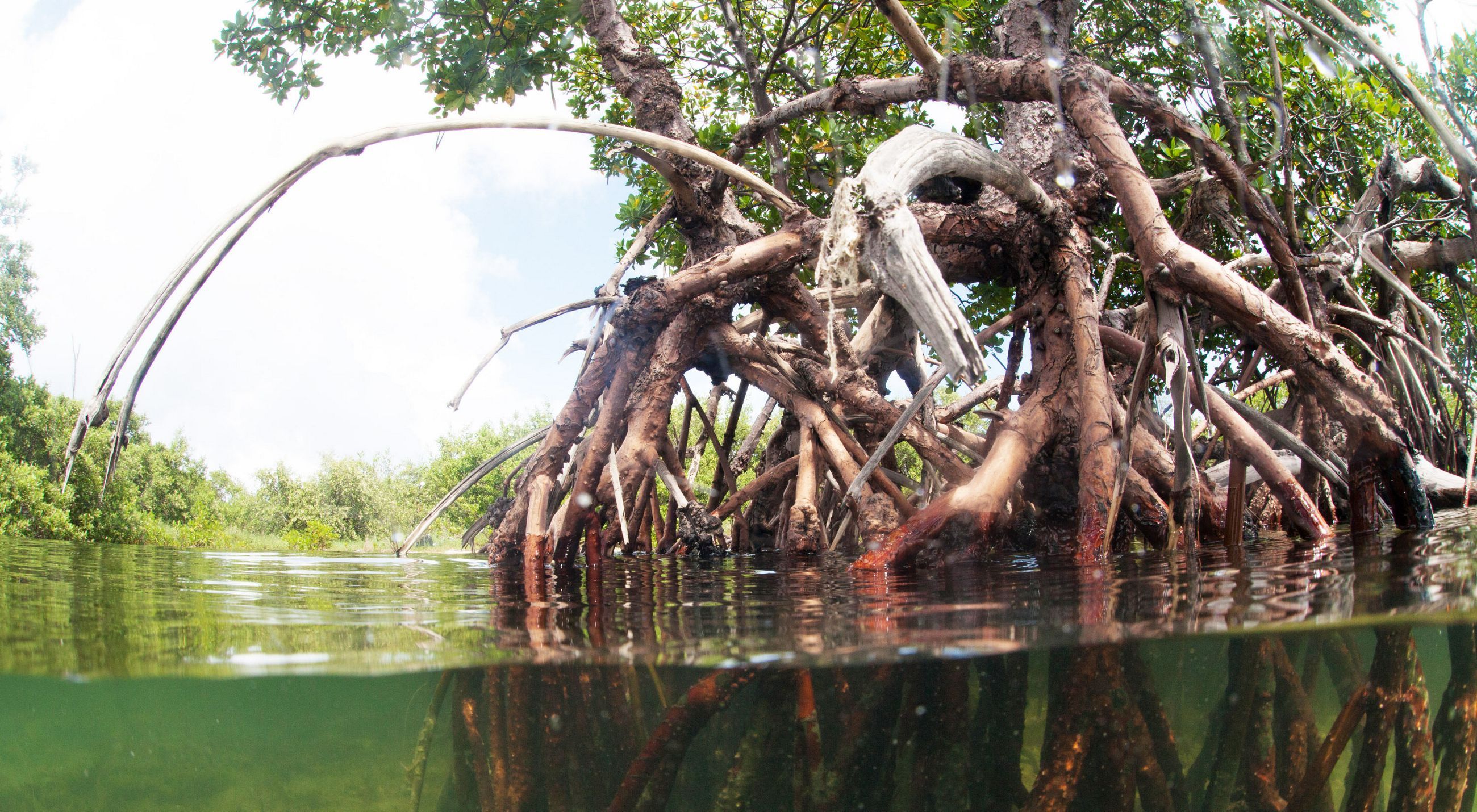 Split-level view of mangrove prop roots meeting brackish water, with the root system visible both above and below the waterline.