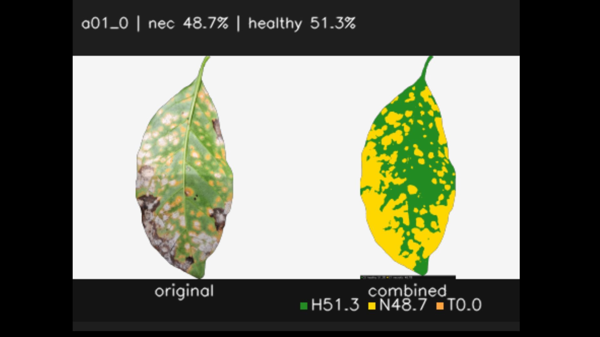 Side-by-side of an original coffee leaf and its combined classification, labelled nec 48.7% and healthy 51.3%, with necrotic tissue in yellow and healthy tissue in green.