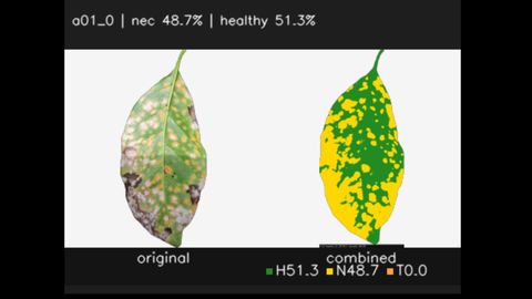 Side-by-side of an original coffee leaf and its combined classification, labelled nec 48.7% and healthy 51.3%, with necrotic tissue in yellow and healthy tissue in green.
