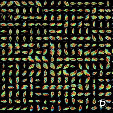 A dense grid of hundreds of leaves rendered as false-colour greenness heat maps, each labelled with its numeric index value, showing red, orange, green and blue regions within individual leaves.