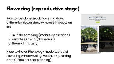 Slide titled Flowering (reproductive stage) listing in-field sampling, drone RGB and thermal imagery, beside a screenshot of a Strawberry Flower Counter tool showing strawberry plants with flowers circled and counted.