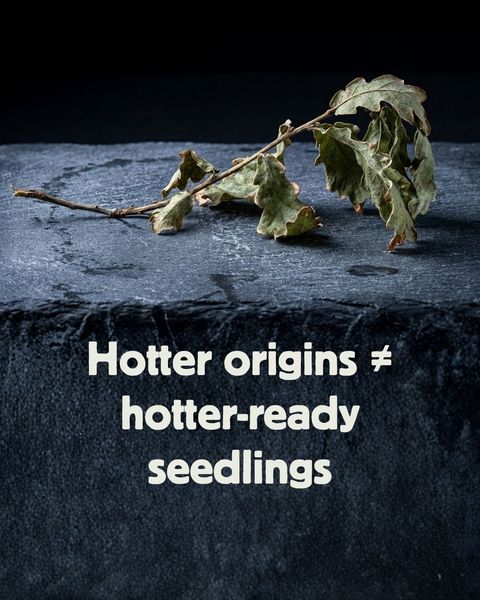 A wilted oak twig on dark stone with the caption 'Hotter origins ≠ hotter-ready seedlings.'
