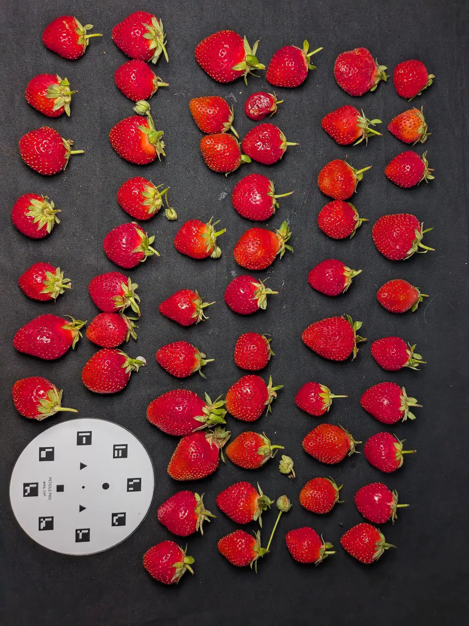 Around fifty strawberries spread on black fabric next to a Petiole Pro area calibration plate, ready to be counted and measured by computer vision.