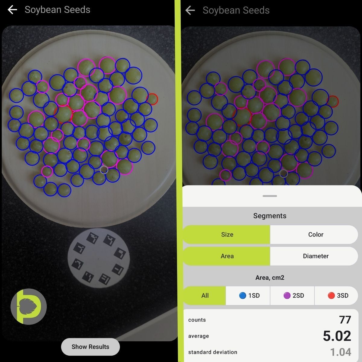 Petiole Pro detection of the same grapes: each berry circled in blue, magenta or red by size, with a count of 77, average area 5.02 cm² and standard deviation 1.04.