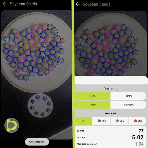 Petiole Pro detection of the same grapes: each berry circled in blue, magenta or red by size, with a count of 77, average area 5.02 cm² and standard deviation 1.04.