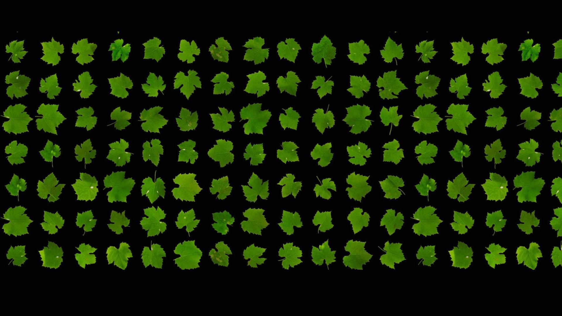 Petiole plant data asset screen