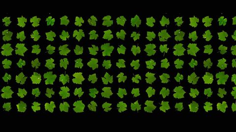 Petiole plant data asset screen