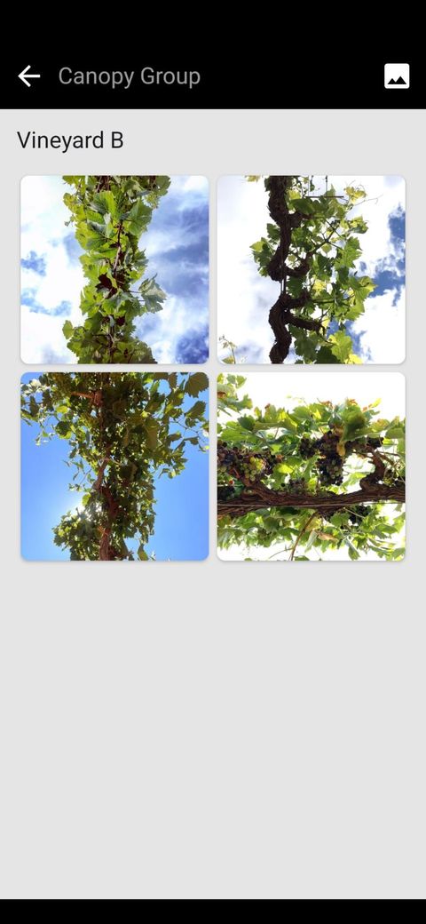 Petiole Pro Canopy Group screen showing four upward smartphone photos of a grapevine canopy against the sky for Vineyard B.