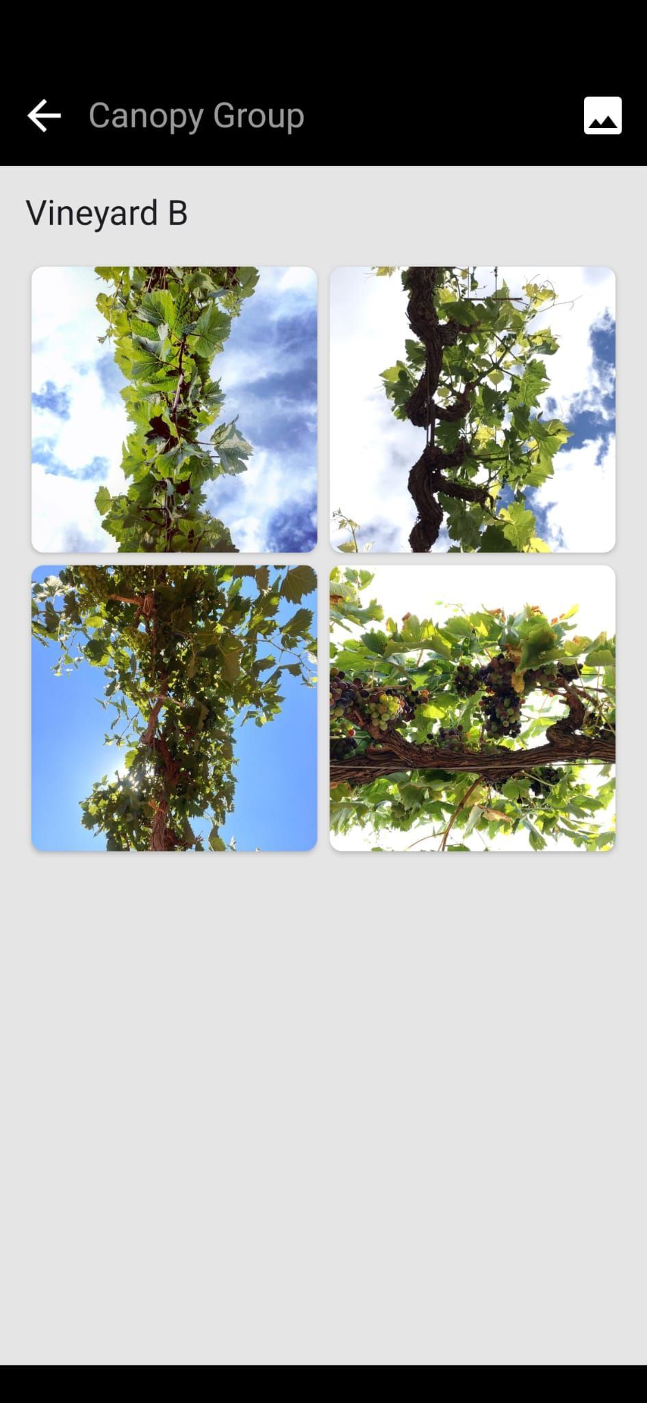 Petiole Pro Canopy Group screen showing four upward smartphone photos of a grapevine canopy against the sky for Vineyard B.