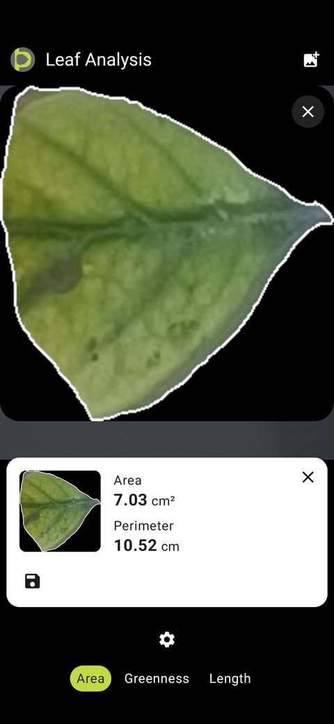 Zoomed Petiole Pro view of the segmented healthy green portion of the leaf outlined in white.
