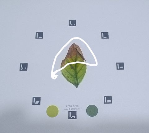 A green-and-brown leaf on a Petiole Pro calibration plate with a white line hand-drawn around the necrotic upper portion.
