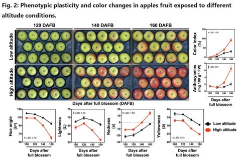 Trays of 'Fuji' apples picked 120, 140 and 160 days after full blossom from a low-altitude and a high-altitude orchard; the high-altitude fruit turns red much sooner. Charts beside them plot colour index, anthocyanins, hue angle, lightness, redness (a*) and yellowness (b*) for both orchards.