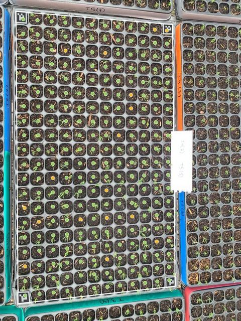 Overhead photo of a plug tray of seedlings with a square marker in each corner; the AI has placed a green dot on every germinated cell and an orange dot on every cell without a seedling.