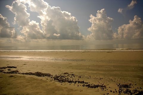 A wide empty beach at the seaward edge of the Sundarbans with clusters of sand pellets in the foreground and towering cumulus clouds over a calm sea.