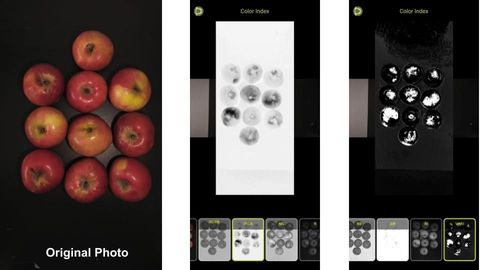 A photo of nine red and bicoloured apples next to two Petiole Pro Color Index screens that turn the same apples into greyscale colour-index maps.