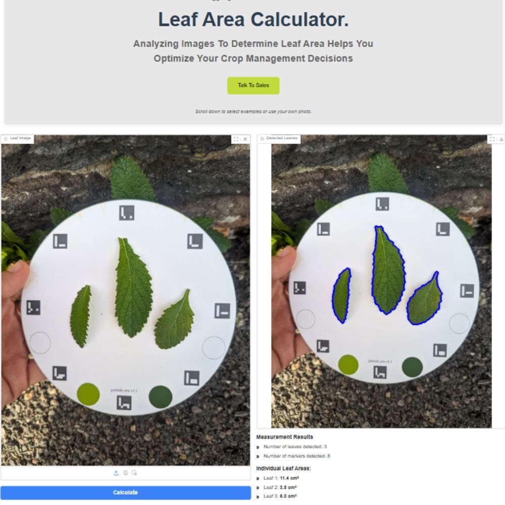 Petiole Pro Leaf Area Calculator web interface showing three sage leaves on a circular calibration plate beside the detected contours, with individual leaf areas of 11.4, 3.8 and 6.0 square centimetres.