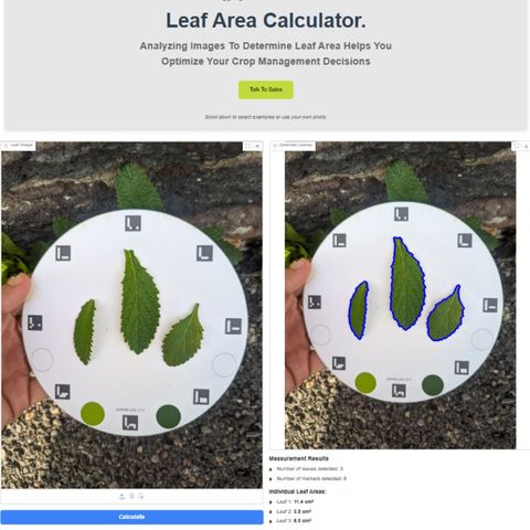 Petiole Pro Leaf Area Calculator web interface showing three sage leaves on a circular calibration plate beside the detected contours, with individual leaf areas of 11.4, 3.8 and 6.0 square centimetres.