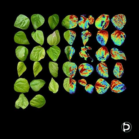 The same grid of leaves shown half as natural RGB photographs and half as false-colour greenness index maps, with the transition running down the middle of the image.