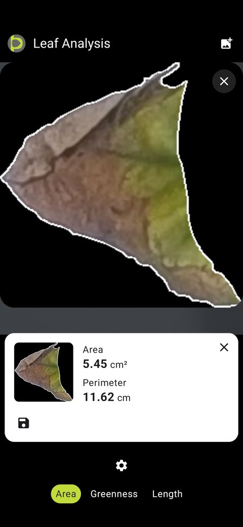Zoomed Petiole Pro view of the segmented brown necrotic portion of the leaf outlined in white.