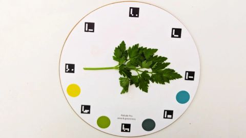 Plant measurement with Petiole computer vision