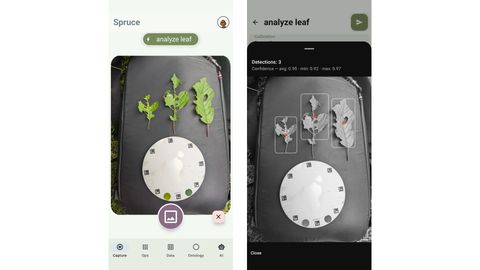 Two Petiole Spruce app screens: an analyze leaf capture showing three chewed leaves and a calibration plate on a backpack, and the detection result reading Detections: 3, confidence avg 0.95, min 0.92, max 0.97.