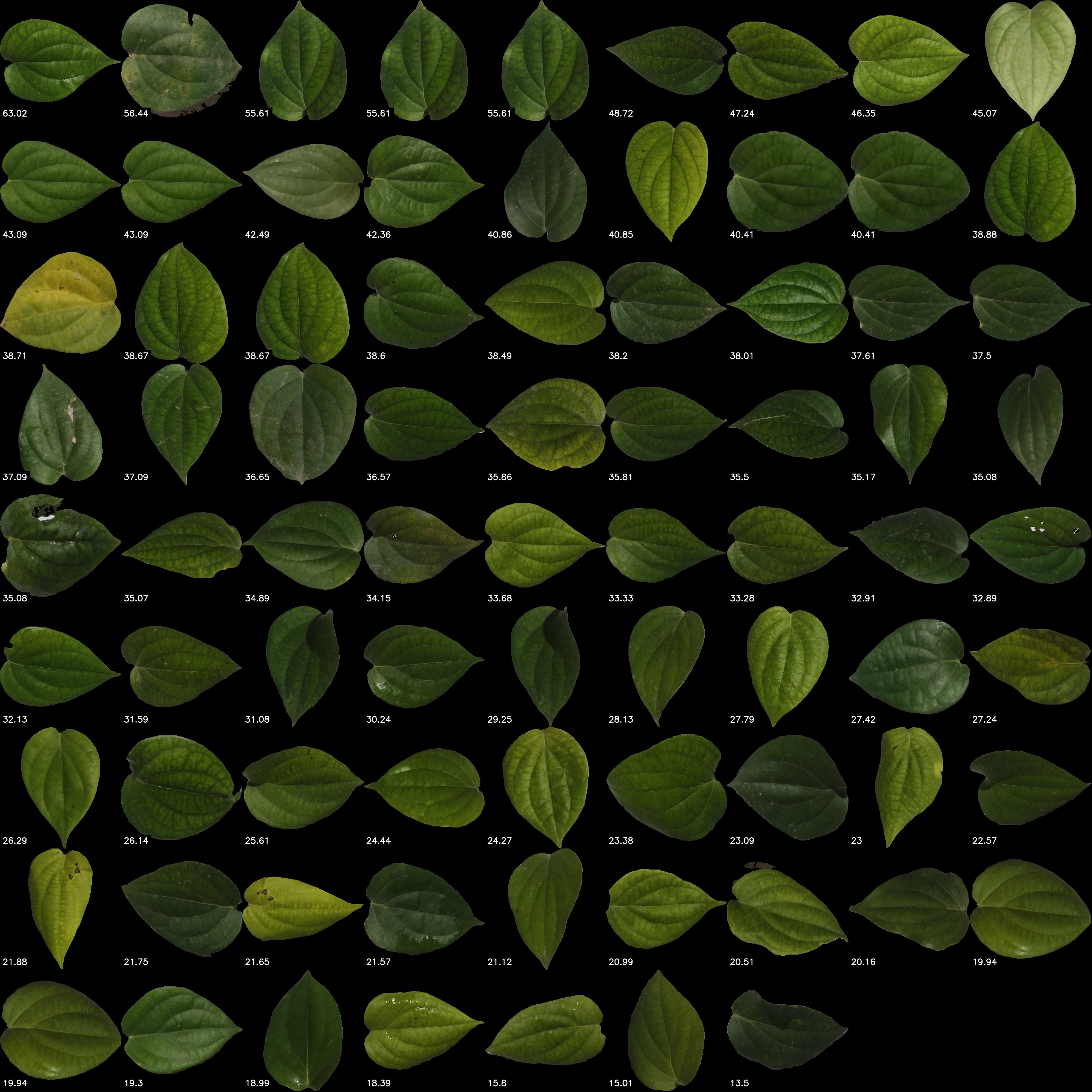 A large grid of segmented green leaves on a black background, each labelled with its individual area value from 63.02 down to 13.5 square centimetres.