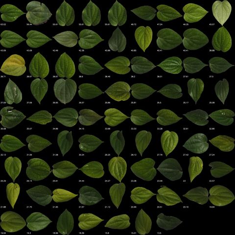 A large grid of segmented green leaves on a black background, each labelled with its individual area value from 63.02 down to 13.5 square centimetres.