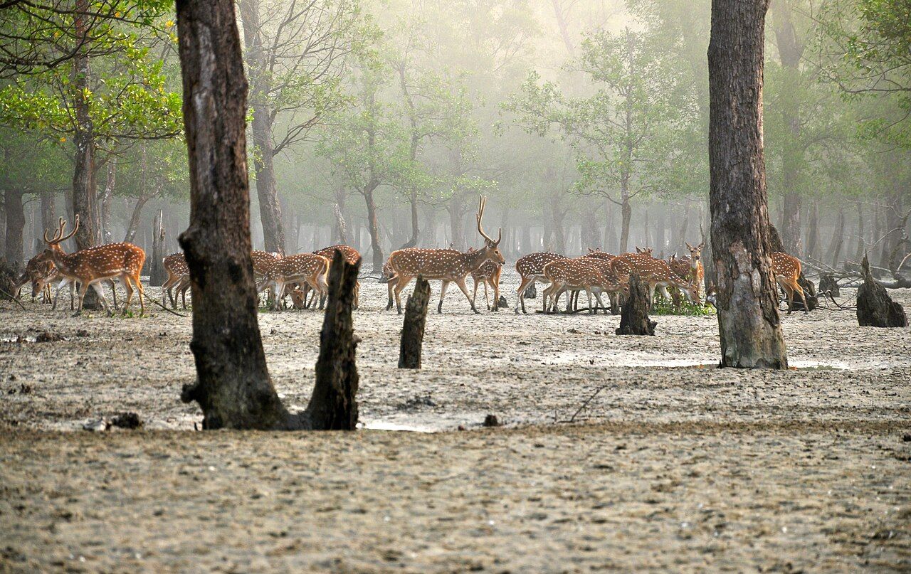A herd of spotted deer standing on a misty mangrove mudflat among tree trunks and pneumatophores in the Sundarbans.