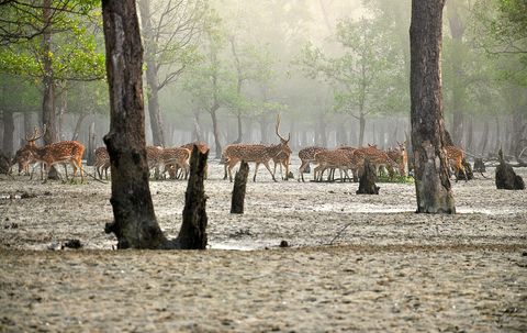 A herd of spotted deer standing on a misty mangrove mudflat among tree trunks and pneumatophores in the Sundarbans.