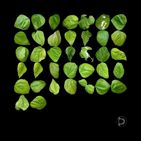 A grid of thirty-seven individual leaves segmented onto a black background by Petiole Pro, spanning pale yellow-green through to deep green, with visible damage and highlights on some leaves.