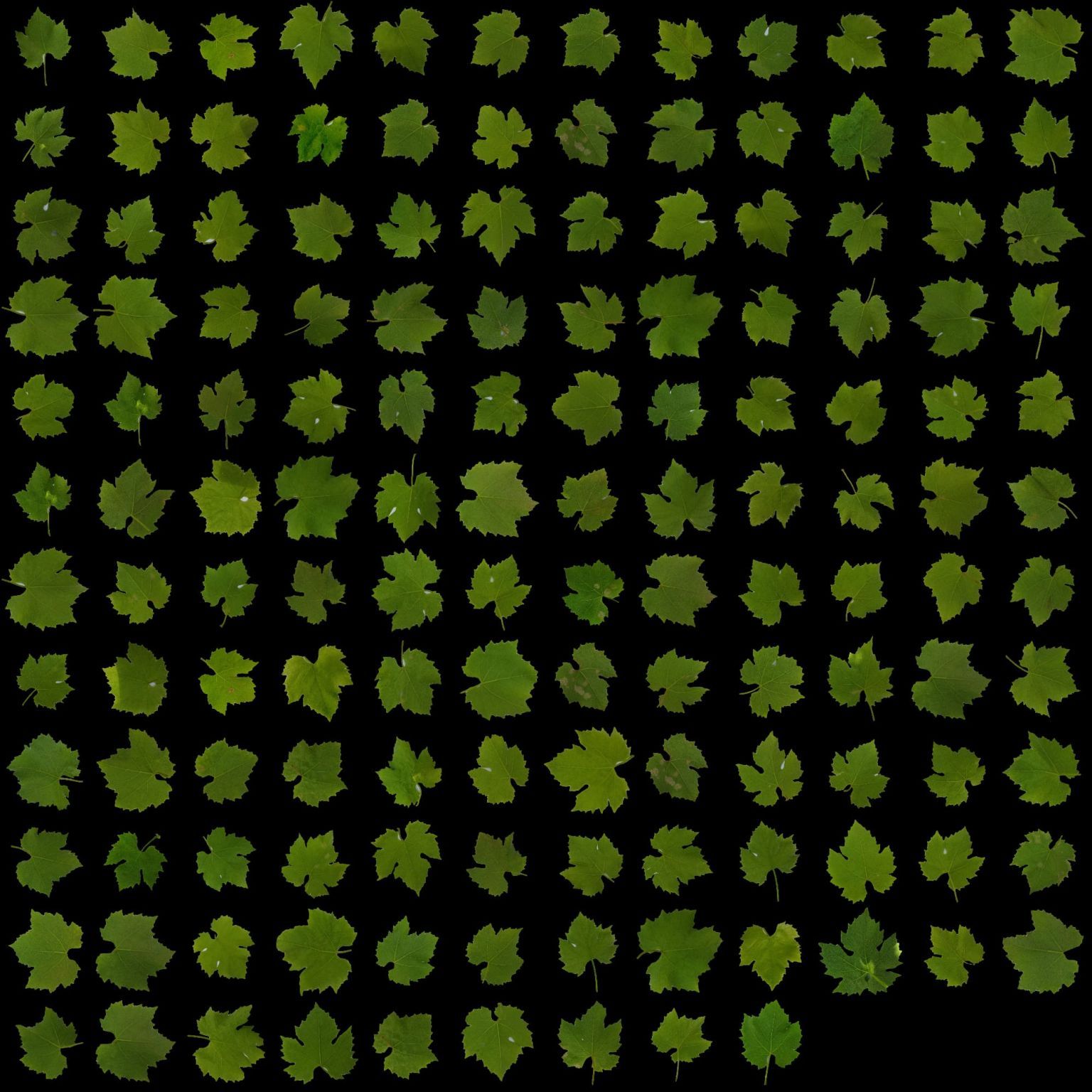 A grid of around 140 individual grapevine leaves segmented on a black background, produced by Petiole Pro batch processing.