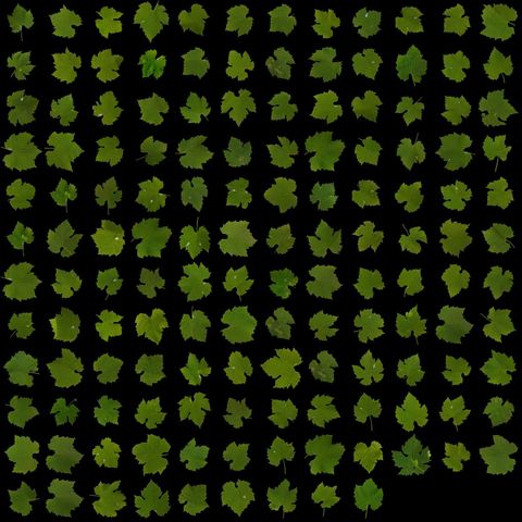 A grid of around 140 individual grapevine leaves segmented on a black background, produced by Petiole Pro batch processing.