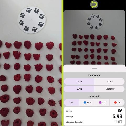 Side-by-side Petiole Pro raspberry analysis: raspberries arranged in a grid on white with a calibration plate, and the detection showing 56 berries counted with average area 5.99 cm².