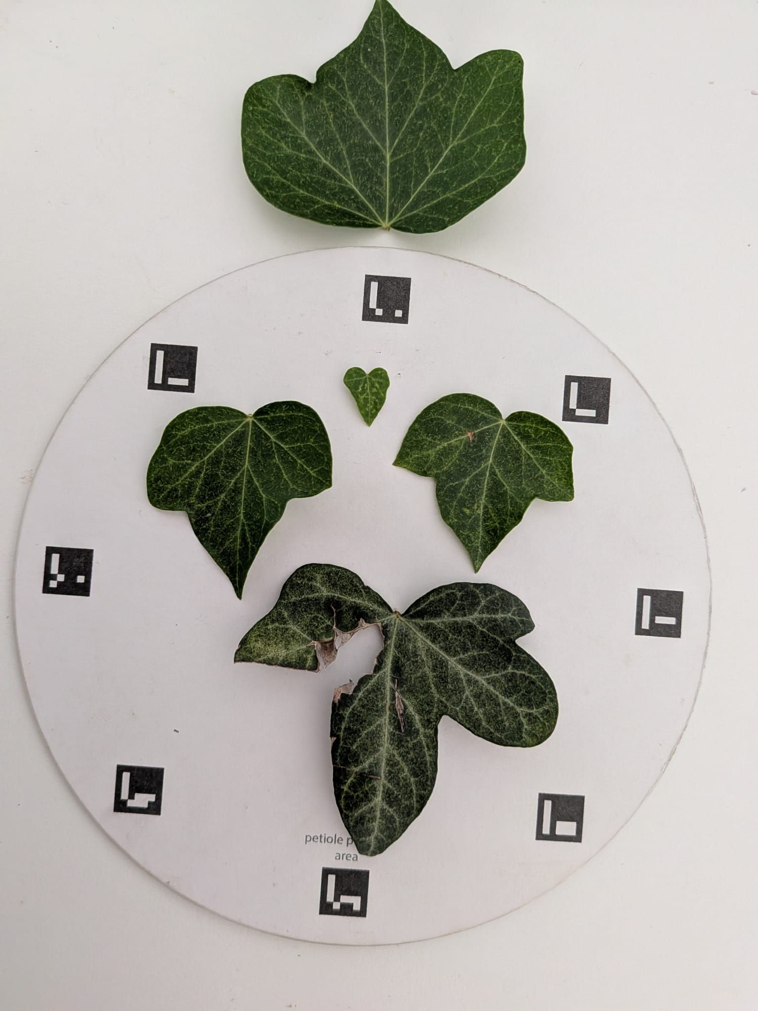 Several leaves of different sizes arranged on a circular Petiole Pro calibration plate ringed with ArUco markers, on a white background.