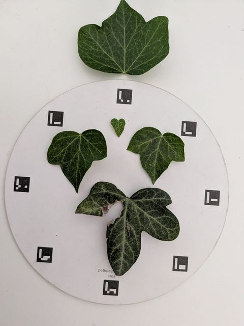 Several leaves of different sizes arranged on a circular Petiole Pro calibration plate ringed with ArUco markers, on a white background.