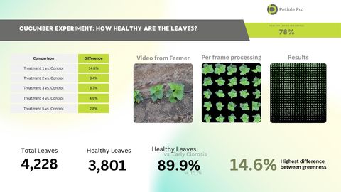 Slide titled Cucumber experiment: how healthy are the leaves? showing a table of treatment-vs-control differences from 14.6 percent down to 2.8 percent, three panels showing video from farmer, per frame processing and results, and totals: 4,228 total leaves, 3,801 healthy leaves, 89.9 percent healthy vs early chlorosis.